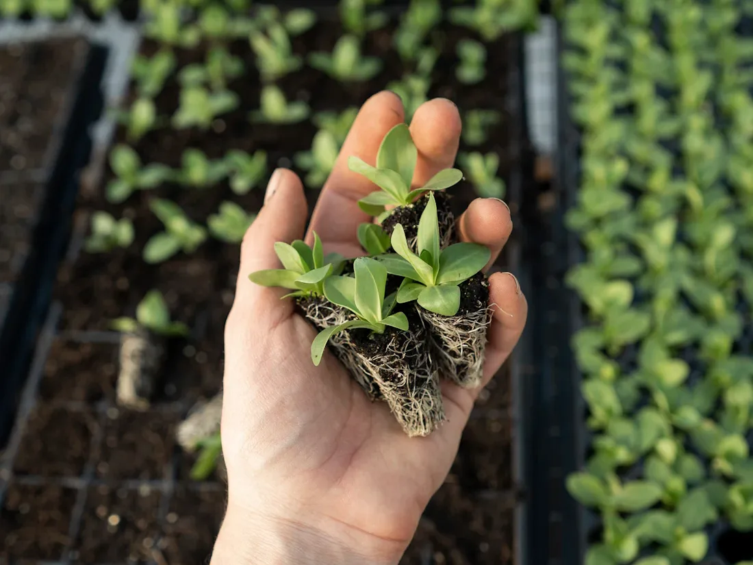 Hand met een jonge plant boven trays met stek