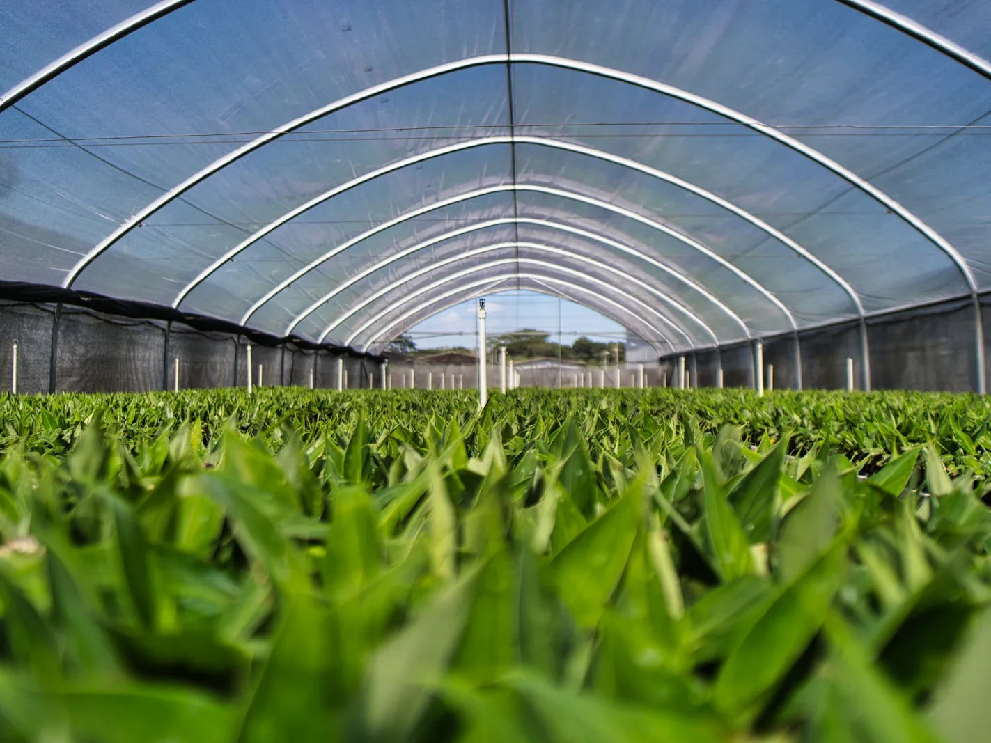 Kas met rijen jonge planten