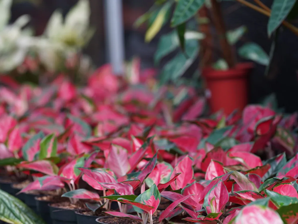 Jonge rode Aglaonema's