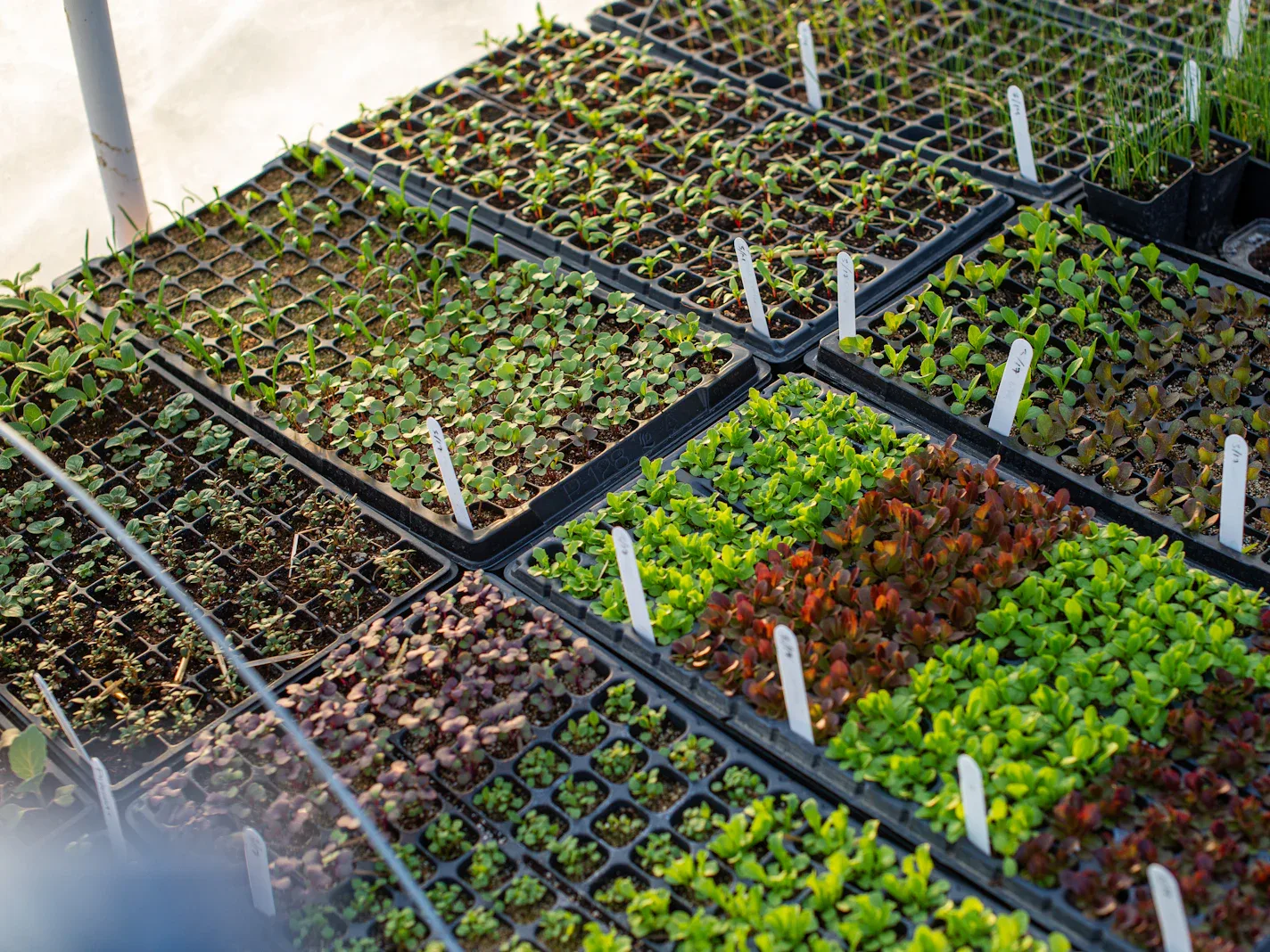 Trays met jonge planten in een rek